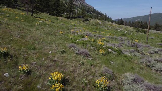 Yellow Mountain flowers in hills 