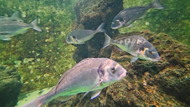 Close up of a school of yellow snapper fish swimming around a coral reef underwater