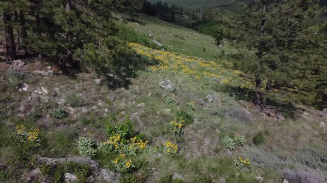 Yellow mountains flowers in bloom 