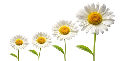 Obraz premium growing blooming daisy isolated on white background png, ai generated