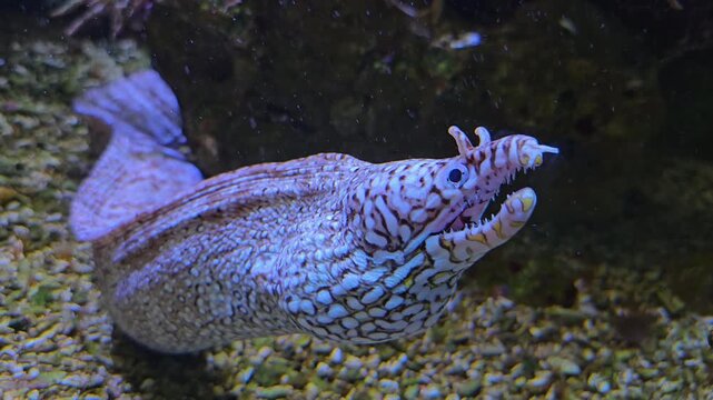 Close up head of an leopard eel head underwater opening his mouth
