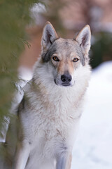 Naklejka premium The portrait of a cute yellowish-grey Czechoslovakian Wolfdog posing outdoors in winter