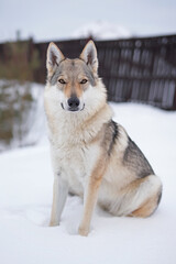 Naklejka premium Cute yellowish-grey Czechoslovakian Wolfdog posing outdoors sitting on a snow in winter