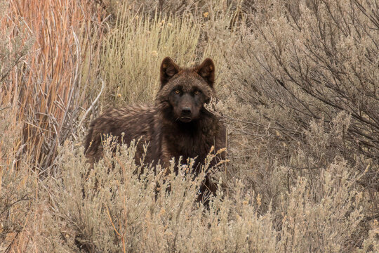 Black Wolf