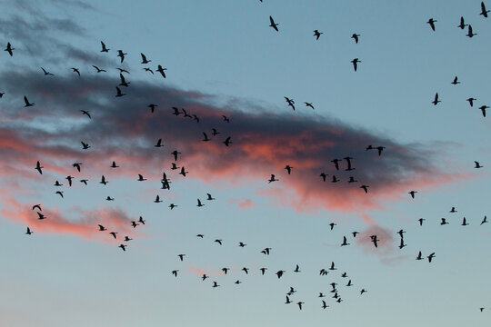 Snow Geese at sunrise