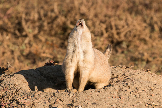 Prairie Dog