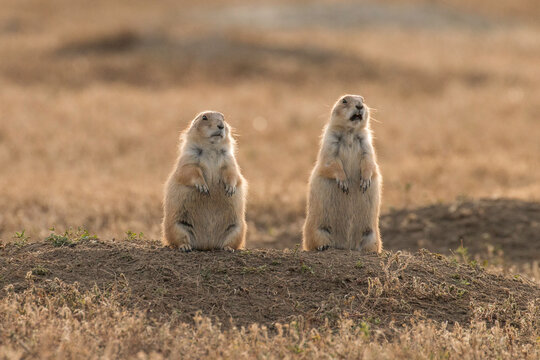 Prairie Dogs