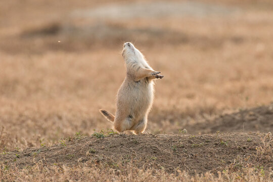 Kee-yip Prarie Dog