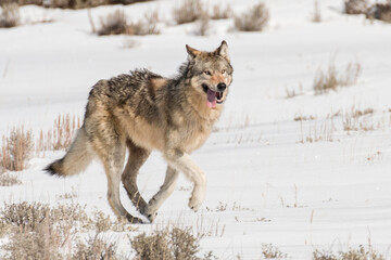 Fototapeta premium Shrimp Lake Pack wolf