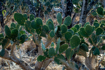 cactus in texas © Penny Britt