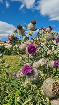 Pradelles vu depuis les pr&eacute;s sous le village et leur beaux bosquets de chardons (Haute-Loire, France)