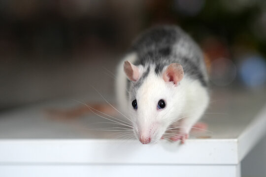 Black and white domestic rat sitting on white surface indoors, curious pet, home animal, closeup, whiskers, cute, indoors
