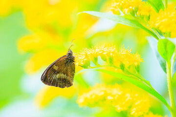Gatekeeper butterfly, Pyronia tithonus, resting © Sander Meertins