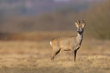 Sarna (Capreolus capreolus) © Grzegorz