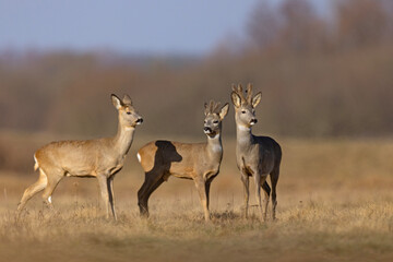 Sarna (Capreolus capreolus) © Grzegorz