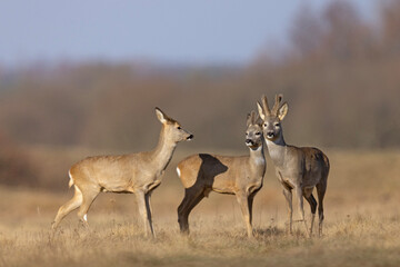 Sarna (Capreolus capreolus) © Grzegorz