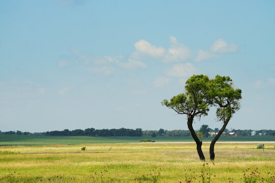 Summer trees on a prairie landscape