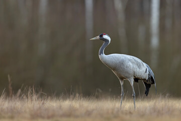 Żuraw (Grus grus) © Grzegorz