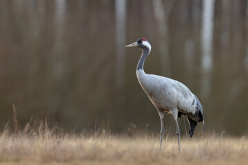 Żuraw (Grus grus) © Grzegorz