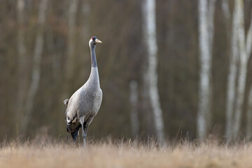 Żuraw (Grus grus) © Grzegorz