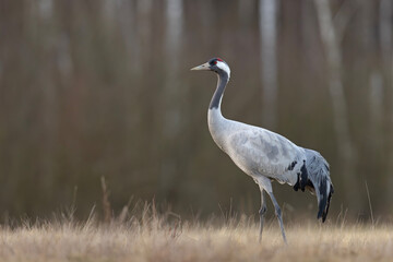 Żuraw (Grus grus) © Grzegorz