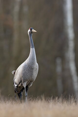 Żuraw (Grus grus) © Grzegorz