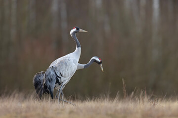 Żuraw (Grus grus) © Grzegorz