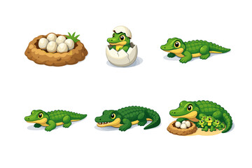 Naklejka premium CrocodileLifeCycle. Isometric flat vector icons set of CrocodileLifeCycle: crocodile egg nest, hatching crocodile, baby crocodile, juvenile crocodile, adult