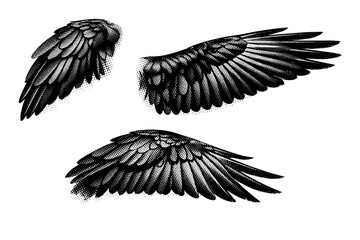 Fototapeta premium Common raven wing A single common raven wing with layered flight feathers and structural joints, shown in three positions to demonstrate feather arrangement