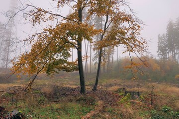 Fototapeta premium Buche im Herbst, neblig