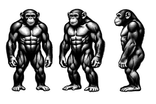 Chimpanzee ? chimpanzee torso and legs presented in front view, three-quarter angle, and side profile focusing on muscle definition and weight distribution.