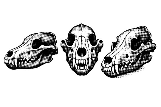Gray wolf skull A detailed gray wolf skull with correct bone proportions and elongated snout, displayed in three views including side, front, and angled