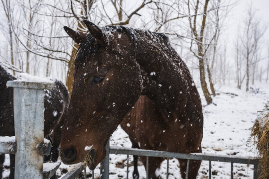 Horses in snowy landscape with trees and snowflakes
