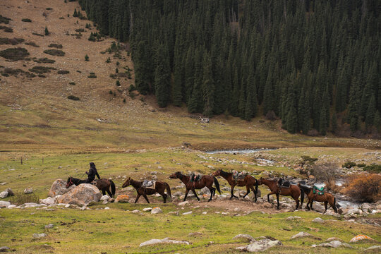 Horse Caravan Crossing Mountain Valley