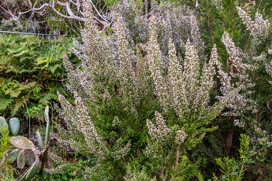 Erica arborea pertenece a la familia Ericaceae