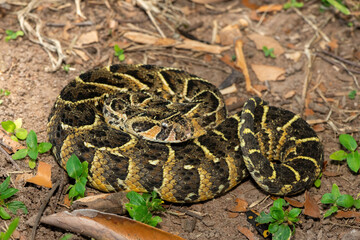 Obraz premium Close-up of a potently cytotoxic puff adder (Bitis arietans). A deadly venomous snake in the wild from KwaZulu-Natal, South Africa