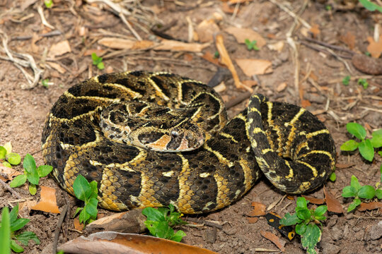 Close-up of a potently cytotoxic puff adder (Bitis arietans). A deadly venomous snake in the wild from KwaZulu-Natal, South Africa