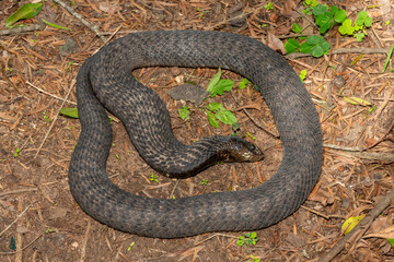 Obraz premium A highly venomous rinkhals (Hemachatus haemachatus), also known as a ringhals or ring-necked spitting cobra, feigning death