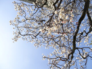 満開の梅の花と空