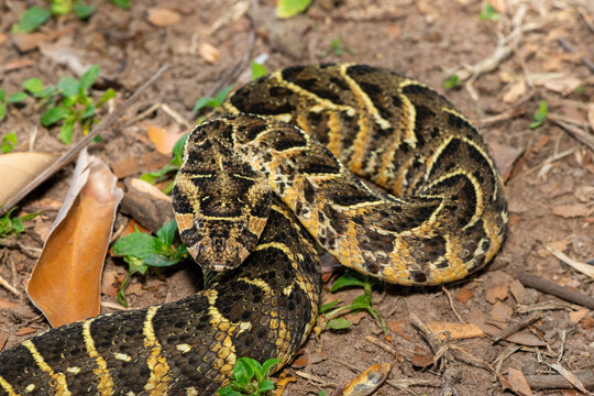 Close-up of a potently cytotoxic puff adder (Bitis arietans). A deadly venomous snake in the wild from KwaZulu-Natal, South Africa