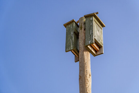 Bat box installation in vineyard for sustainable pest control