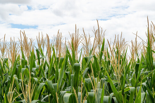 Cornfield in rural La Rioja under a cloudy sky