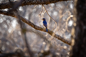blue tit perched on a branch © Dennis