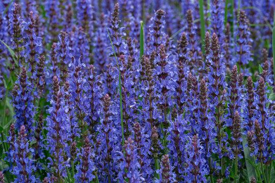 Lush purple sage flowers in a vibrant garden setting