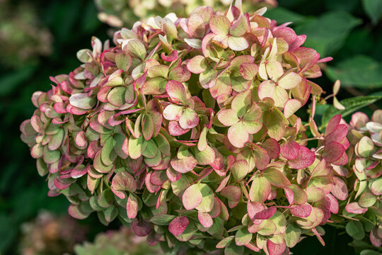 Pink and green hydrangea blossoms in sunlight