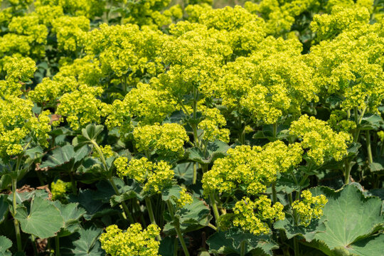 Lady's mantle plant with vibrant yellow blooms