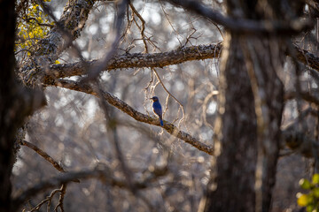 colorful bird on a branch in the tree