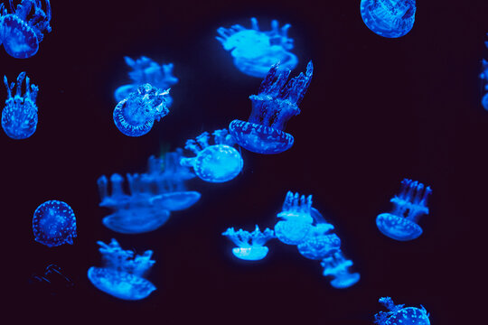 Glowing jellyfish floating in dark underwater scene