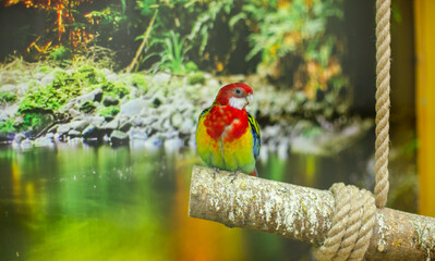 Colorful parrot perched on wooden branch above water tropical indoor habitat rope green background © liubovsolo