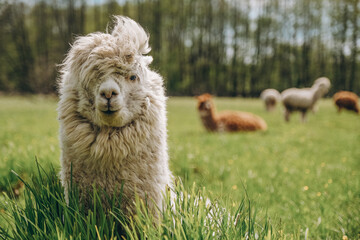 Fototapeta premium Alpacas graze in the spring meadow high in the mountains.